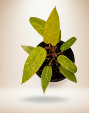 Philodendron Painted Lady – 6-Inch Pot