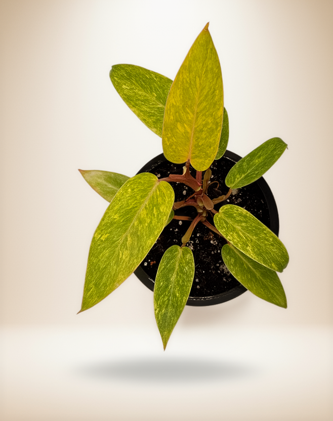 Philodendron Painted Lady