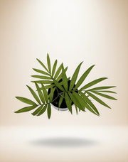Parlor Palm - Chamaedorea elegans – 4-Inch Pot