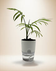 Parlor Palm - Chamaedorea elegans – 4-Inch Pot – Default Title