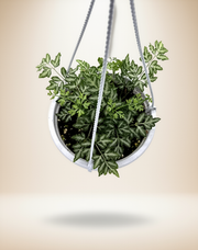 Silver Lace Fern – 5-Inch Pot