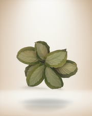 Calathea Royal Standard – 4-Inch Pot – 4" Pot / Nursery pot