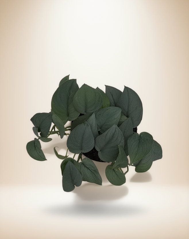 Scindapsus Platinum Java