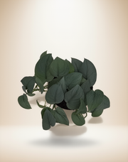 Scindapsus Platinum Java – 8-Inch Pot