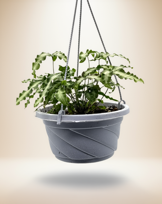 Pteris Cretica Albo Fern – 5-Inch Pot – Default Title