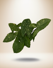 Syngonium Panda – 6-Inch Pot