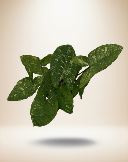 Syngonium Panda