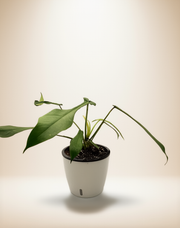 Philodendron Joepii – 6-Inch Pot – 6" Pot / Self-watering