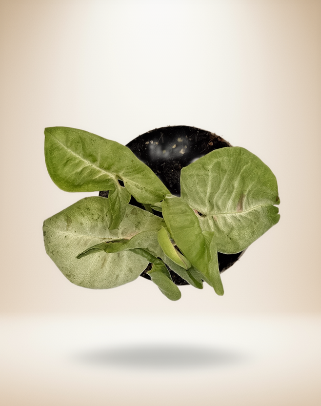 Syngonium Milk Confetti