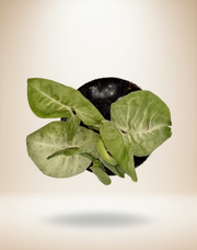Syngonium Milk Confetti – 4-Inch Pot – Nursery pot / 4" Pot
