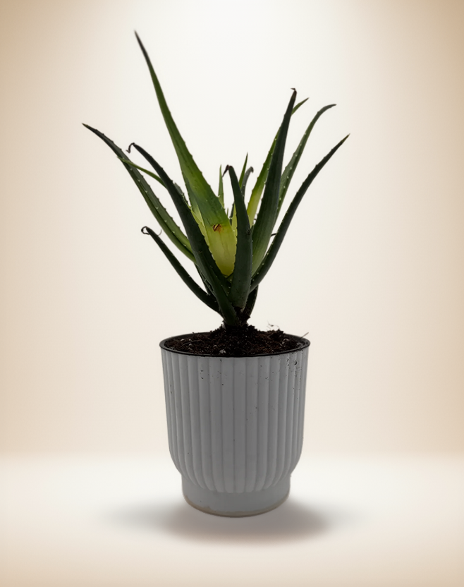 Succulent Aloe Solar Flare – 4-Inch Pot – 4" Pot / Self-watering