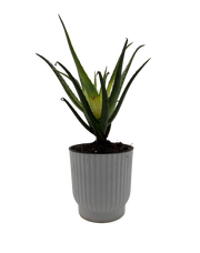 Succulent Aloe Solar Flare – 4-Inch Pot – 4" Pot / Self-watering