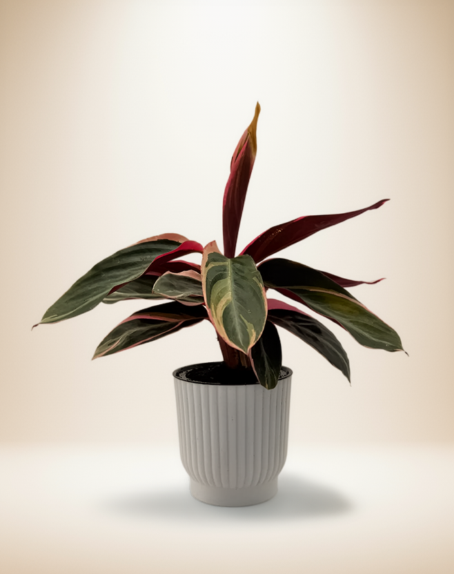 Calathea STROMANTHE TRIOSTAR