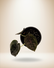 Alocasia Azlanii – 4-Inch Pot – 4" / Self-watering