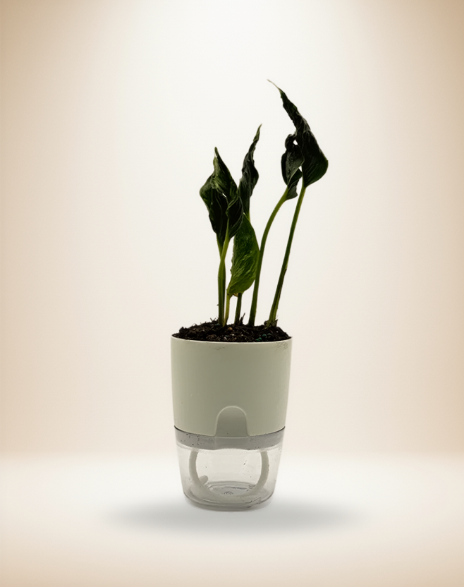 Epipremnum Shangri La – 4-Inch Pot – 4" Pot / Self-watering