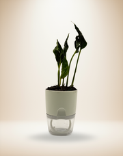 Epipremnum Shangri La – 4-Inch Pot – 4" Pot / Self-watering