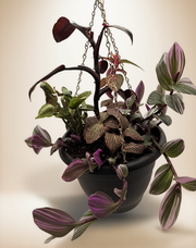 FloraVines Pink Splash Arrangement – 10-Inch Hanging Basket
