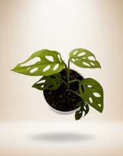 Monstera Adansonii - Swiss Cheese Plant – 4-Inch Pot – 4" Pot / Nursery pot