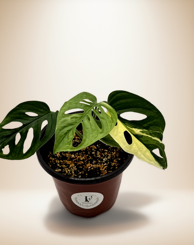 Monstera Adansonii Albo