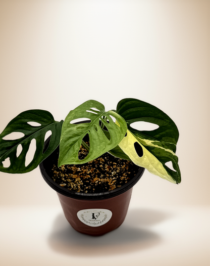 Monstera Adansonii Albo