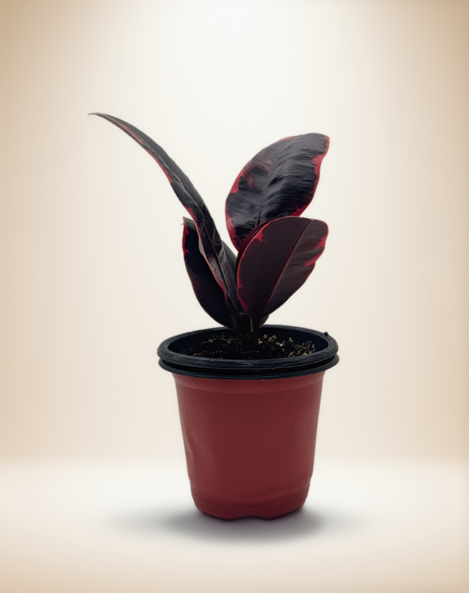 Ficus Tineke 'Ruby' Rubber Plant – 4-Inch Pot – Self-watering