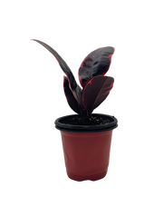 Ficus Tineke 'Ruby' Rubber Plant – 4-Inch Pot – Self-watering