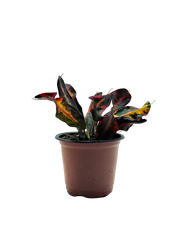 Croton Mammy – Colorful Tropical Houseplant – 4-Inch Pot – Default Title