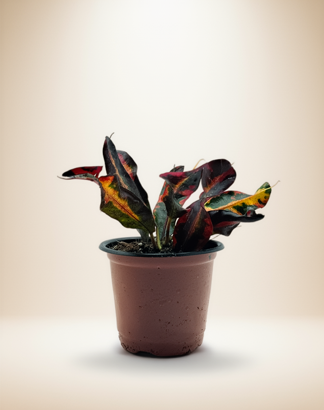 Croton Mammy – Colorful Tropical Houseplant – 4-Inch Pot – Default Title