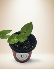 Syngonium Gold Allusion – 4-Inch Pot