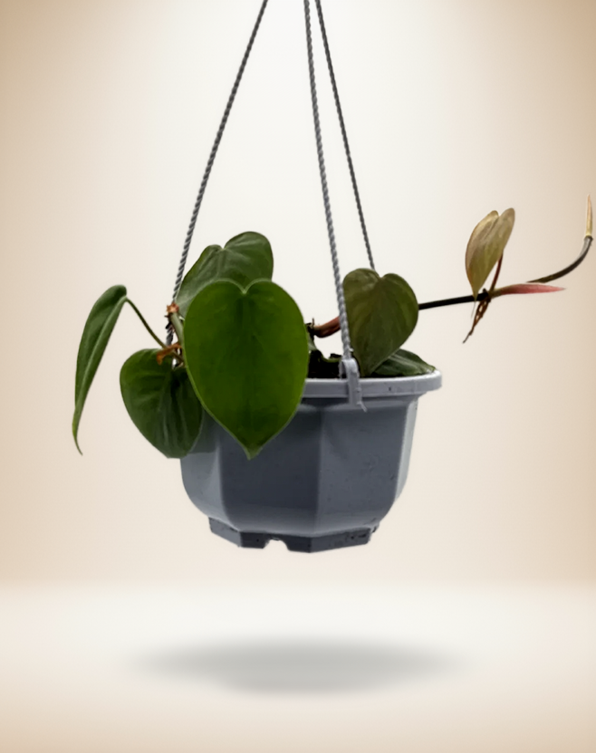 Philodendron hederaceum (Heartleaf philodendron)