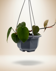 Philodendron hederaceum (Heartleaf philodendron) – 5-Inch Pot