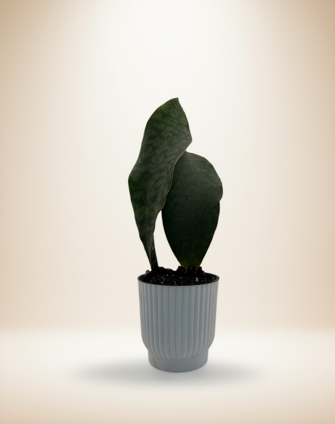 Dracaena Shark Fin – 4-Inch Pot – 4" Pot / Self-watering