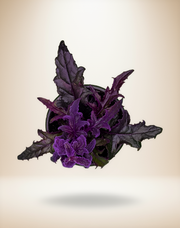 Gynura aurantiaca 'Purple Passion' – 4-Inch Pot – 4" Pot / Self-watering