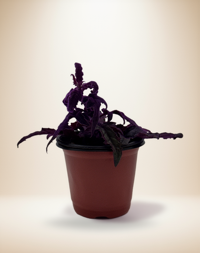 Gynura aurantiaca 'Purple Passion' – 4-Inch Pot – 4" Pot / Nursery pot