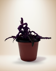 Gynura aurantiaca 'Purple Passion' – 4-Inch Pot – 4" Pot / Nursery pot