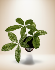 Pachira Money Tree Variegated – 4-Inch Pot