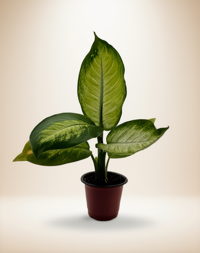 Dieffenbachia Dumb Cane – 4-Inch Pot – Default Title
