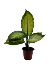 Dieffenbachia Dumb Cane – 4-Inch Pot – Default Title