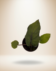 Alocasia Wentii – 4-Inch Pot – 4" Pot / Self-watering