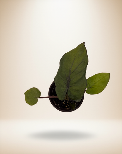 Alocasia Wentii