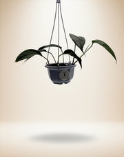 Epipremnum Pinnatum Albo Variegated – 5-Inch Pot