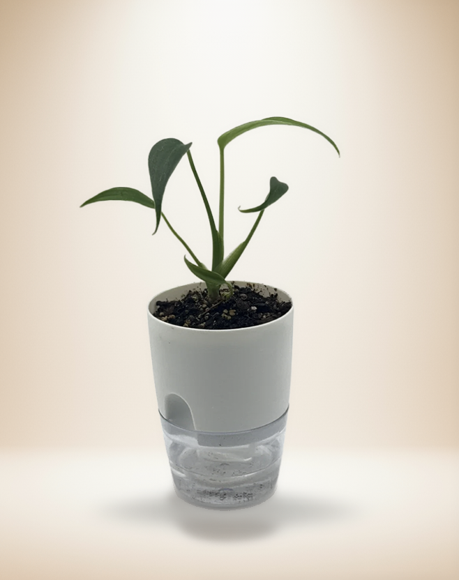 Monstera Burle Marx Flame – 4-Inch Pot – Default Title
