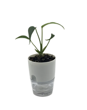 Monstera Burle Marx Flame – 4-Inch Pot – Default Title