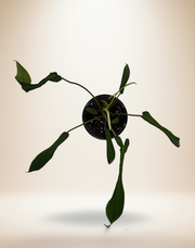Philodendron Joepii – 6-Inch Pot
