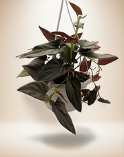 Syngonium 'Red Arrow' – 6-Inch Pot