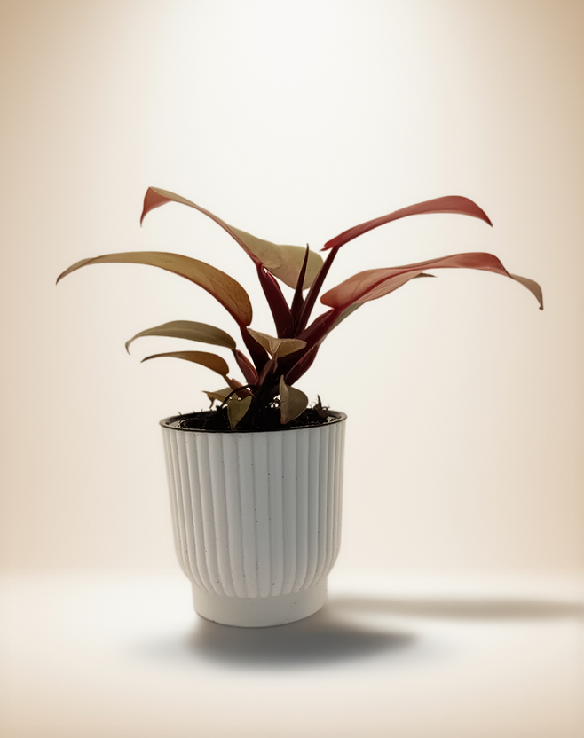 Philodendron &