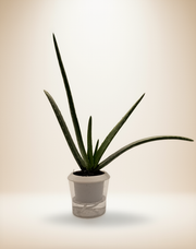SUCCULENT ALOE VERA – 4-Inch Pot – 4" Pot / Self-watering