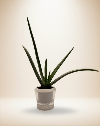SUCCULENT ALOE VERA