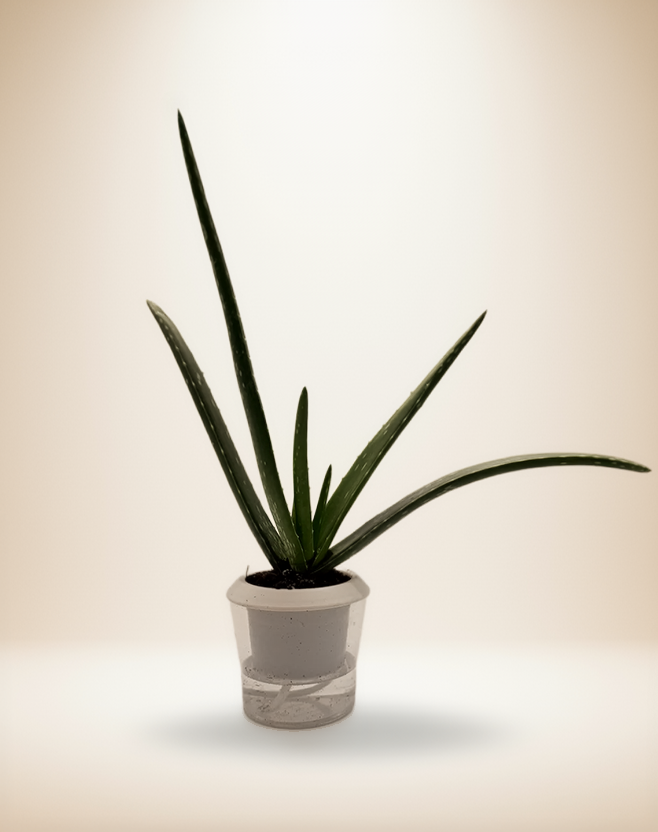 SUCCULENT ALOE VERA – 4-Inch Pot – 4" Pot / Self-watering