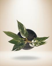 Philodendron White Princess – 4-Inch Pot